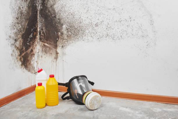 Best Home Mold Removal  in Richmond Heights, OH
