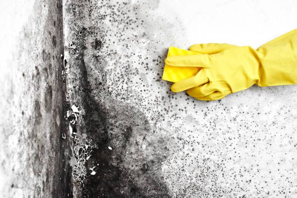 Best Mold Damage Repair  in Richmond Heights, OH