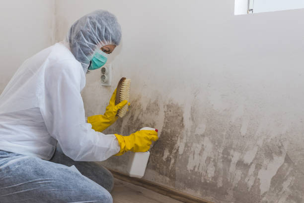 Best Black Mold Removal  in Richmond Heights, OH