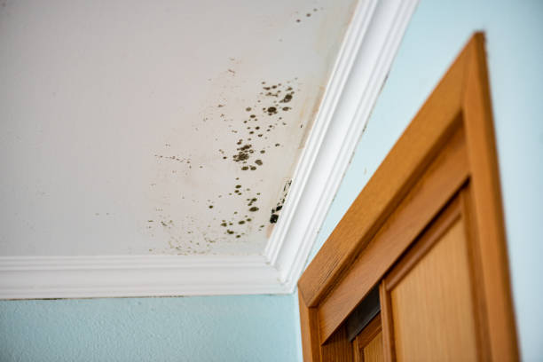 Best Mold Removal Process  in Richmond Heights, OH