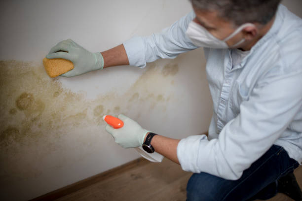 Best Fast Mold Removal  in Richmond Heights, OH