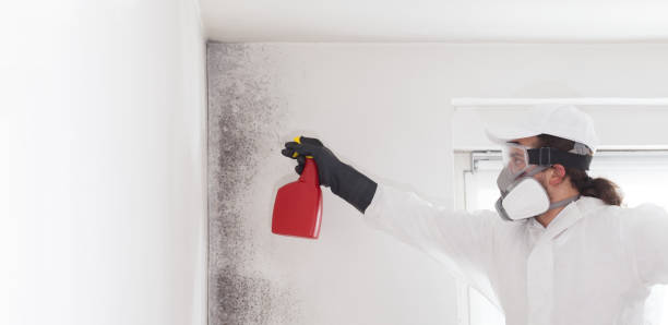 Mold Removal Process in Richmond Heights, OH