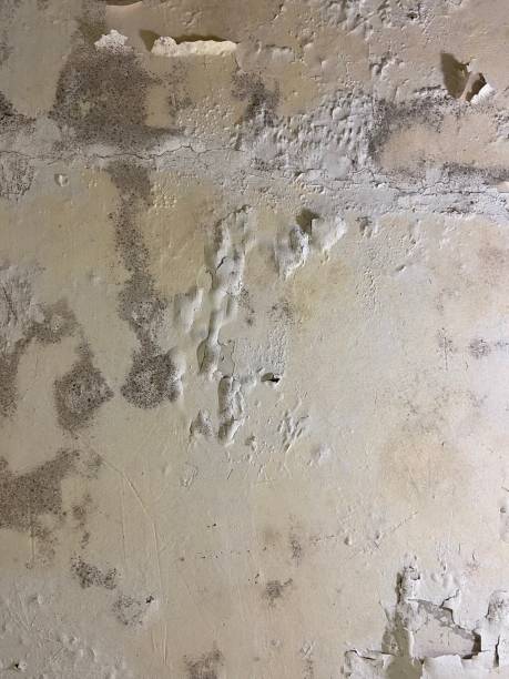 Trusted Richmond Heights, OH Mold Removal Experts