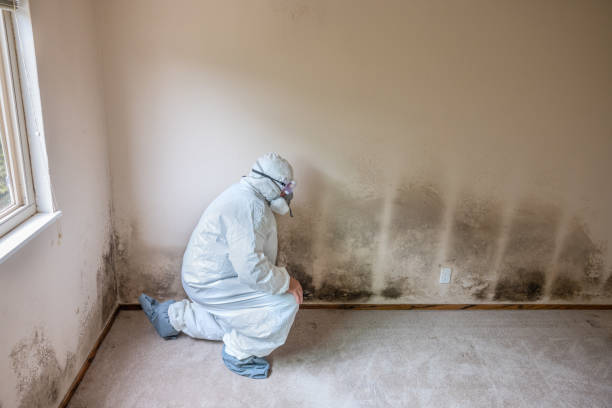 Best Certified Mold Removal  in Richmond Heights, OH
