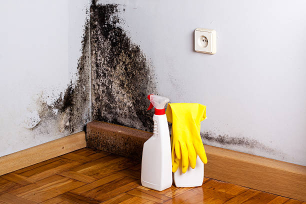 Best Crawl Space Mold Removal  in Richmond Heights, OH