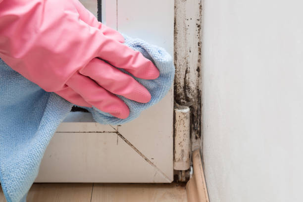 Best Residential Mold Removal  in Richmond Heights, OH